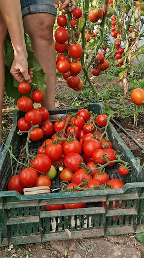 Cum sa faci cel mai bun suc de rosii acasa - reteta simpla si delicioasa