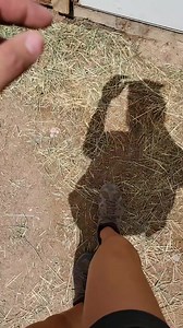 He didn't waste any time coming over for a scratch today!! #bigbaby #goodboy #justababy #animals #outofafricapark #rhino #bigpuppy | Brittney & Zion