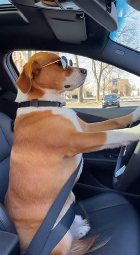 Why Is He Sitting Like This 😭🚗