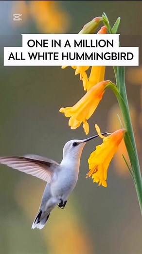 White Hummingbird 🤍✨ | Hummingbird Haven