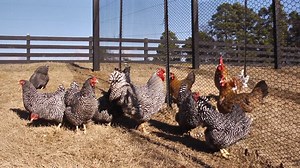 The Dominique chicken is believed to be America’s first chicken breed. They were common in the eastern United States as early as 1750. | Chicken Chat