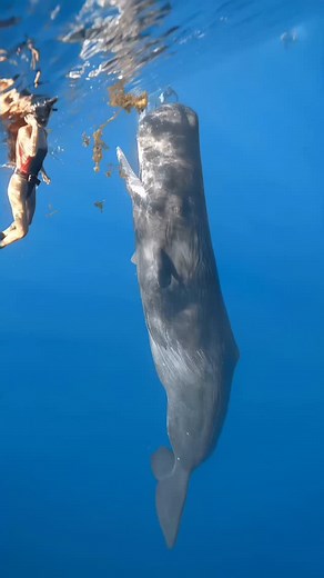 🙏 Mind-blowing fact: sperm whales use powerful clicks, called codas, to communicate and navigate the deep ocean! 🐋🔊 These clicks are the loudest animal sound, traveling miles to help them find prey and chat with other whales. 🌊🎥 @woj.dop @mouton_yangyang . . #Deepbluecoast #FreedivingWithWhales #SpermWhaleClicks #OceanSoundscape #scuba #underthesea #marineanimals #savethewhales #scubadiving #scubadivingtrip #scubadivingtrip #scubalife #scubadiver | Born of Water Apparel