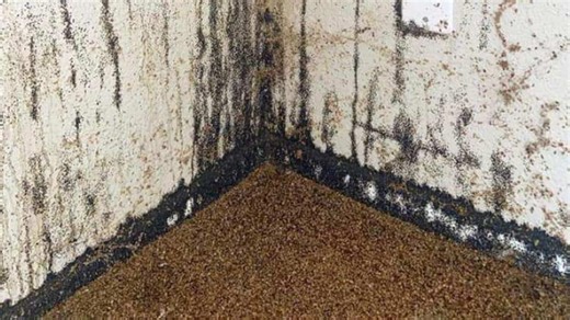 Bed bugs an inch deep in Arizona infestation