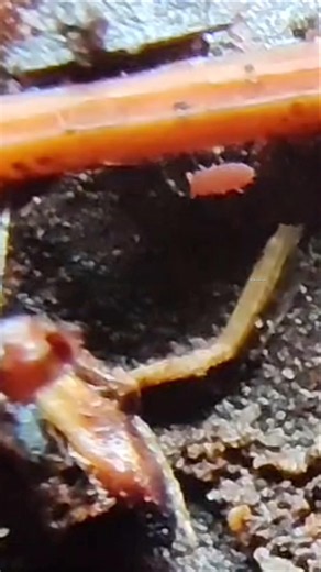 little Pink Plump Springtail