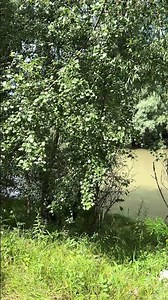 Relaxing nature 3d sound river and birds sounds meditation and relaxation