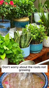 90K views · 778 reactions | Tree Care Growth #gardening #gardentools #gardeningtools #tool #tools #gardeningmakemehappy #handtools #cooltools #satisfying #gardeners #gardeninspiration #gardening #trees #tree #treesofinstagram #treestreestrees #treestagram #gardeningtips | Daily Garden Life | Facebook