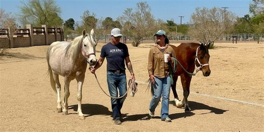 The STABLE Series: Equine Therapy Exercises & Arena EMDR