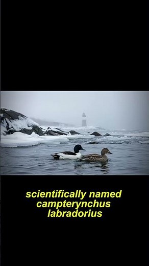 Vanished From America’s Coasts The Labrador Duck #extinctanimals #history