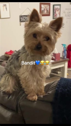 Cool Bandit! Gotta love this Big Boy!💙🐾