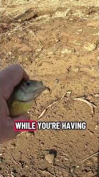 Fishing 101 Putting a fish on a stringer