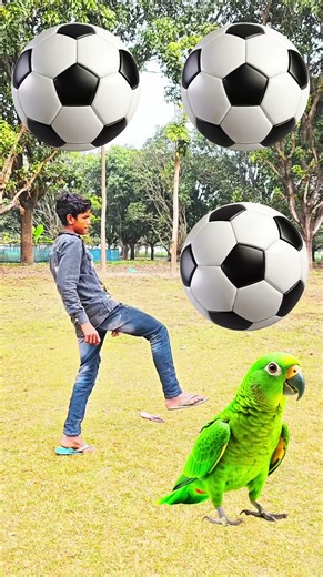 Rounding coconuts to Duck, Peacock, Pigeon & Parrot - Birds names magic video