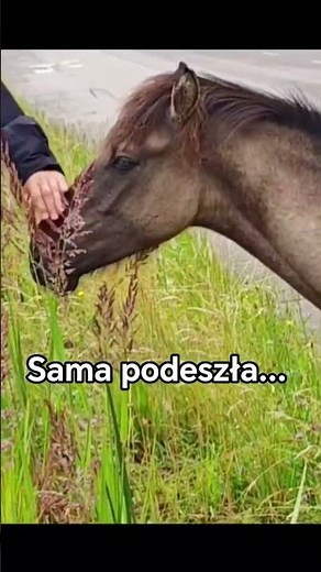 Sama podeszła, żeby dać się pogłaskać. Konik polski |Popielno, Mazury 🐴