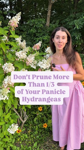 23K views · 312 reactions | It's not panicle hydrangea pruning season...
