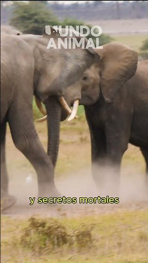 Cuando los leones cazan… nada sobrevive 🦁#animales #animalesSalvajes #leones #sabana