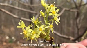 1.2K views · 58 reactions | It is once again time for Teaching Tuesday - today with Naturalist Julie from Burr Oak State Park. There are a number of flowering trees native to the buckeye state. Naturalist Julie shows a number of them and the flowers that bud in the spring. Check out our YouTube with more videos like this form our naturalists and other amazing staff at ODNR! https://www.youtube.com/user/TheOhioDNR/videos. Ohio Department of Education | Ohio State Parks | Facebook
