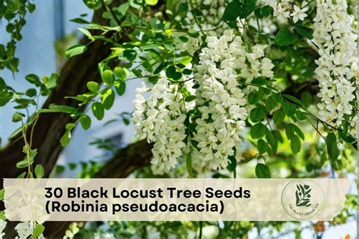 30 Black Locust Tree Seeds (robinia Pseudoacacia) - Etsy