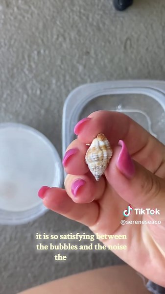 Effective Shell Cleaning Techniques for Beach Treasures