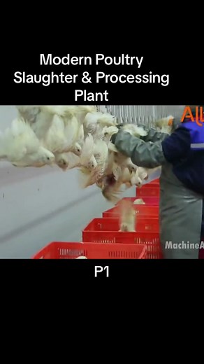 Modern Poultry Slaughter & Processing Plant #modern #poultry #slaughter #processing #plant #foryou #trending #fyp