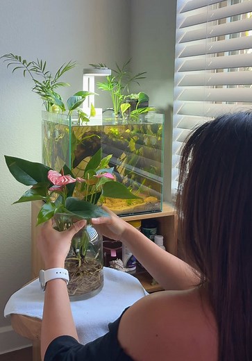 Pink Anthurium Plant for Your Betta Fish Tank