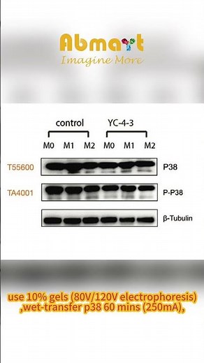 MAPK Pathway p38 Western Blot Analysis