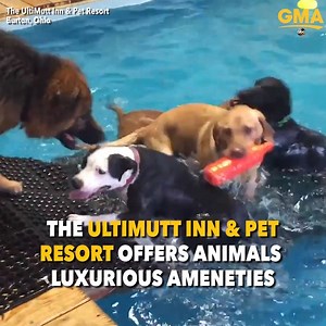 166K views · 4.4K reactions | These dogs are living their best lives at this luxury pet resort, complete with their own indoor pool! GoodMorningAmerica.com | Good Morning America | Facebook