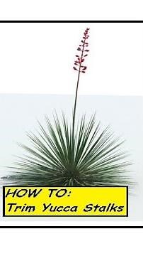 How To: Trim Yucca Stalks (They're ugly right?) ✔
