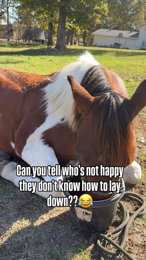 2.8K views · 302 reactions | Timber and Trinity were not happy that Takoda was getting treats and they weren’t Side note-I’ve got a lot of horses with “T” names right now | Talia’s Mustangs | Facebook