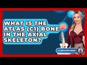 What Is The Atlas (C1) Bone In The Axial Skeleton? - All About Anatomy Answers