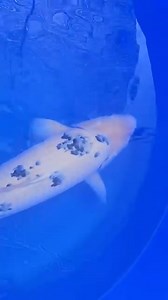 Bekko from Suetsugu Koi farm, Sakai blood. Aquagroup.co.uk #pond #koi #nishikigoi #fish | Aqua Group Koi
