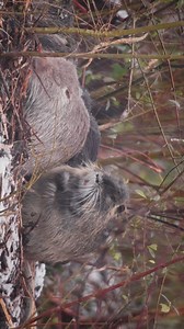 161K views · 8.3K reactions | Cuddles 殺⁣⁣⁣⁣⁣⁣⁣⁣⁣⁣⁣⁣ • In January I...