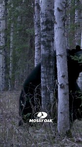 218K views · 1.9K reactions |  Sound On • Our crew captured these bears fighting at point blank range. | Mossy Oak | Facebook