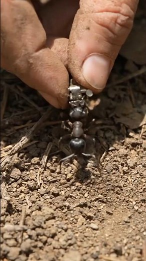 Real Ant POV Inside a Massive Underground Colony with Micro Camera | Extreme Close-Up Scientific