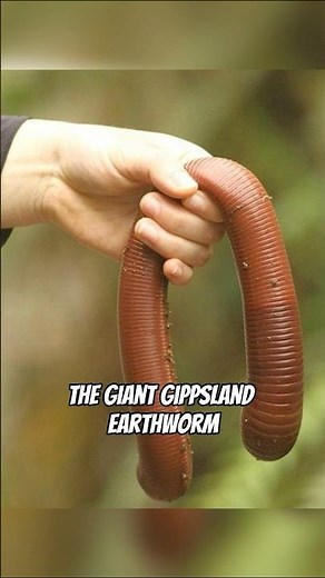 5 Aussie creatures that’ll make you say ‘NOPE’