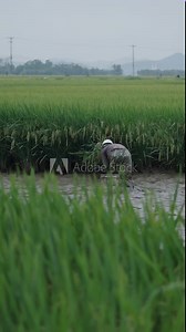 asian mature man picks up crabs in the mud and mud in vietnam rice fields
