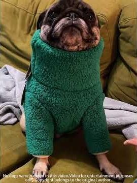 The dog wears clothes for the first time.