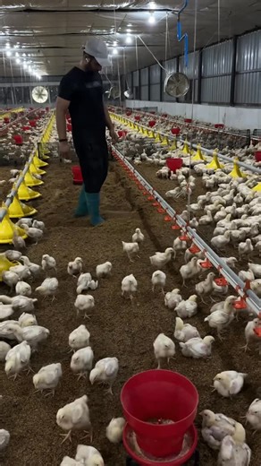 Unique ON Farm on Instagram: "Day 12 in my Broiler EC farm 🐥 Daily routine | Growth check | Care & management . . . #BroilerFarming #BroilerChicken #PoultryFarming #BroilerFarm #BroilerProduction #PoultryLife #ChickenFarming #FarmFreshChicken #ModernFarming #AgricultureLife #FarmerLife #FarmDaily #FarmVibes #RuralLife #FarmPassion #HealthyChicken #AnimalCare #FarmRoutine #PoultryFarm #FarmVlog #AgricultureIndia #DesiFarming #PoultryBusiness #FarmersOfIndia #LivestockFarming #VillageLife #AgriVl