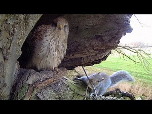 Kestrels vs Grey Squirrels | Apollo & Athena | Robert E Fuller