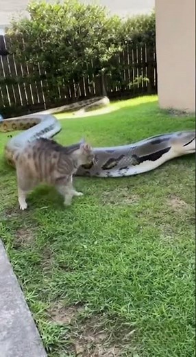 Claws vs Coils — Mom Cat Holds the Line Against Giant Anaconda #Shorts