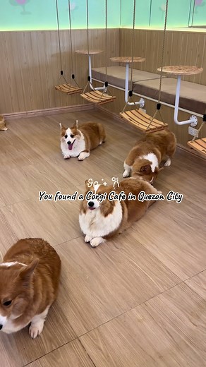Visit the Corgi Cafe in Quezon City