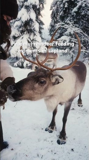 Reindeer feeding moments in Rovaniemi, Lapland