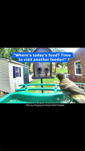 The smart feeder is empty, and the finch is looking for food. 😆 #Titto #Birdfeeder #Birds