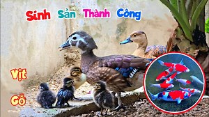 1.1M views · 17K reactions | Ghép sinh sản thành công vịt gỗ | Quế Nghịch TV | Facebook