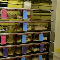 Video: Measuring DNA Damage and Repair in Mouse Splenocytes After Chronic In Vivo Exposure to Very Low Doses of Beta- and Gamma-Radiation