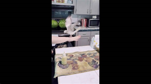 Hungry baby cockatiel screeches uncontrollably during feeding time