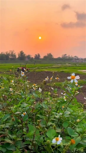 ANALYSIS COMPANY (@analysiscompany)’s videos with original sound - 💕Sono nigom💕🥰S T🥰💕