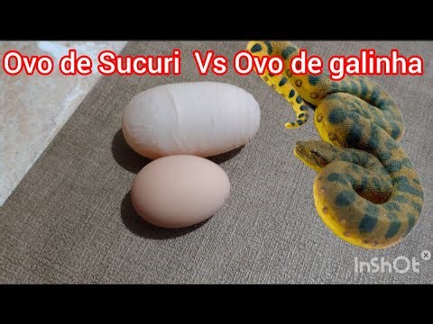 Chicken egg vs. anaconda eggs, apparent python egg