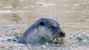 Hoe krijg je een otter in beeld? - Vroege Vogels - BNNVARA