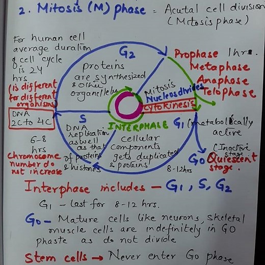 cell cycle & its phases #shorts #biologyvocabulary #cellcycle #G2phase #Sphase #celldivision