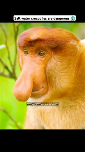 Salt water crocodiles are predators to the monkeys😱 #wildlife #shorts #nature