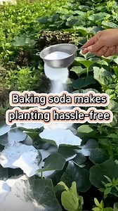#planting #farming #farmer #plant #garden #gardening #agriculture #gardeningtips #farmlife #gardening101 #farmingtiktok #planttips #vegetables #planttiktok #gardentips #gardentiktok #plantingseason #gardentok #gardeninghacks #agricultura #bakingsoda | Agriculture 2.1